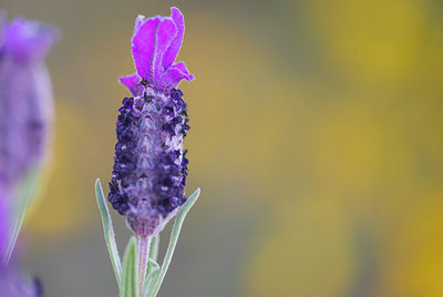 BUITEN BEELD Foto: 321336