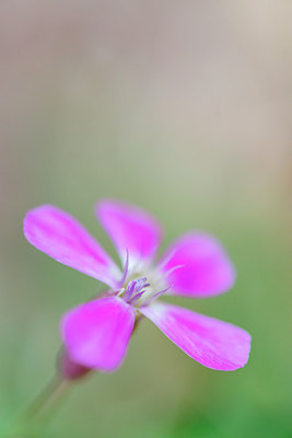 BUITEN BEELD Foto: 321429