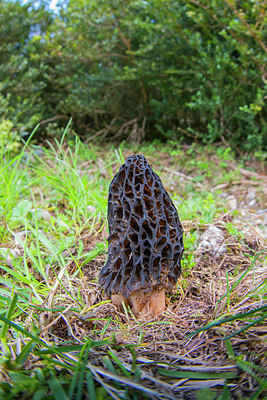 BUITEN BEELD Foto: 321557