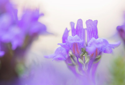 BUITEN BEELD Foto: 321582