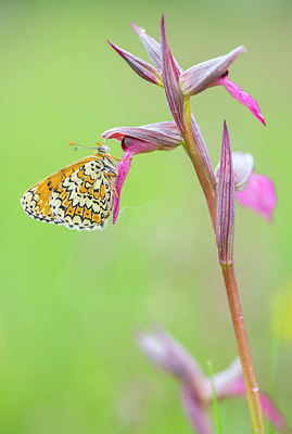 BUITEN BEELD Foto: 321675