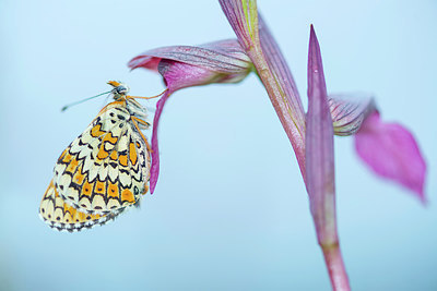 BUITEN BEELD Foto: 321686