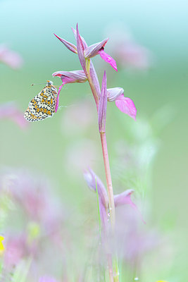 BUITEN BEELD Foto: 321707