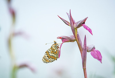 BUITEN BEELD Foto: 321726