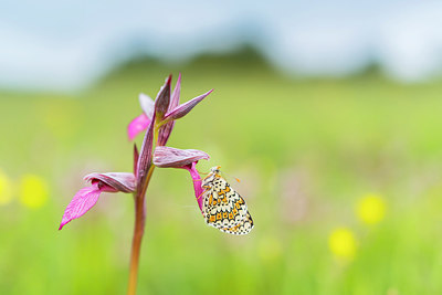 BUITEN BEELD Foto: 321730