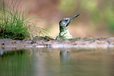 BUITEN BEELD Foto: 321857