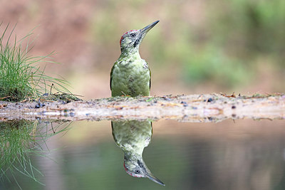 BUITEN BEELD Foto: 321858