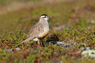 BUITEN BEELD Foto: 321869