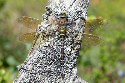 BUITEN BEELD Foto: 321871