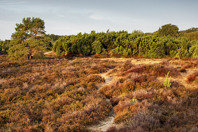 BUITEN BEELD Foto: 321874