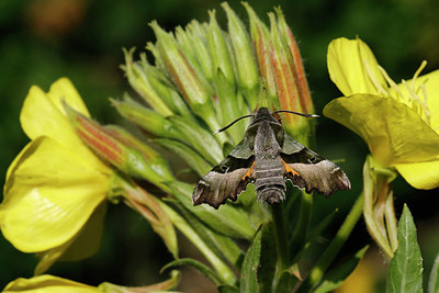 BUITEN BEELD Foto: 321890