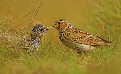 BUITEN BEELD Foto: 321892