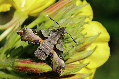 BUITEN BEELD Foto: 321893