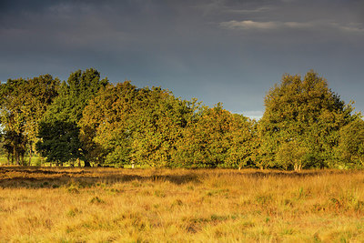 BUITEN BEELD Foto: 321900