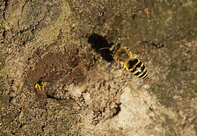 BUITEN BEELD Foto: 321911