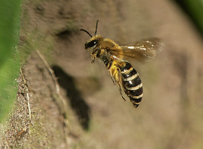 BUITEN BEELD Foto: 321922