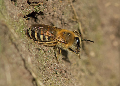 BUITEN BEELD Foto: 321923