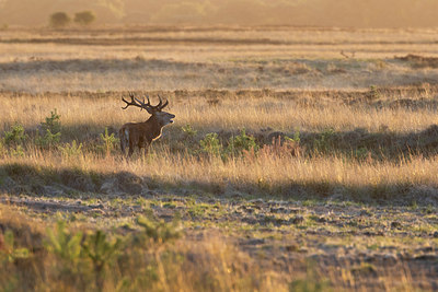 BUITEN BEELD Foto: 321927