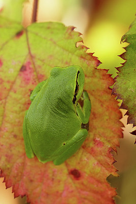 BUITEN BEELD Foto: 321929