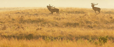 BUITEN BEELD Foto: 321973