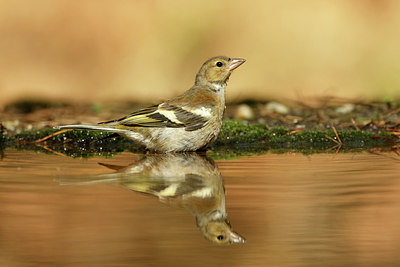 BUITEN BEELD Foto: 321981