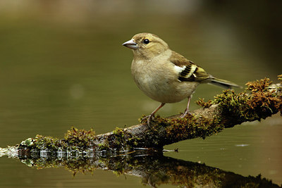 BUITEN BEELD Foto: 321982