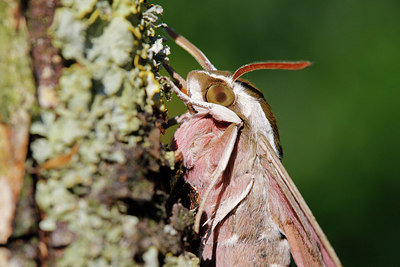 BUITEN BEELD Foto: 321985