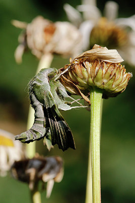 BUITEN BEELD Foto: 321988