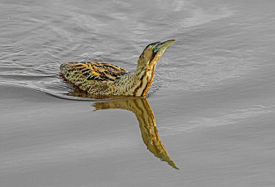 BUITEN BEELD Foto: 322025
