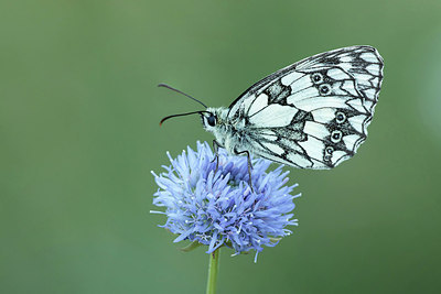 BUITEN BEELD Foto: 322026