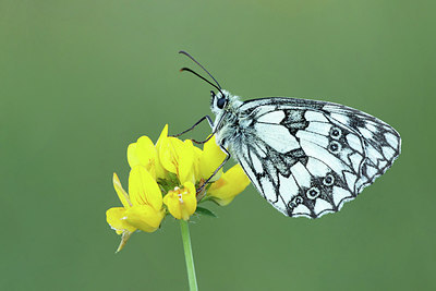 BUITEN BEELD Foto: 322030