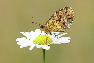 BUITEN BEELD Foto: 322033