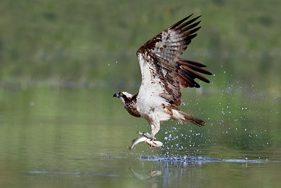 BUITEN BEELD Foto: 322042