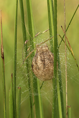 BUITEN BEELD Foto: 322044