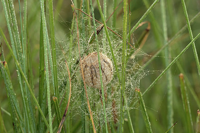 BUITEN BEELD Foto: 322045