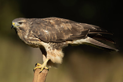 BUITEN BEELD Foto: 322065