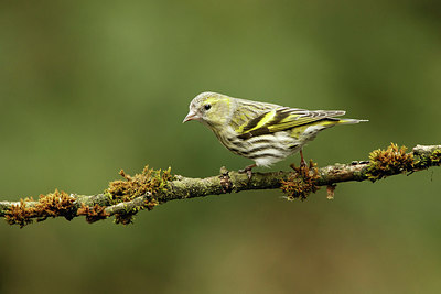 BUITEN BEELD Foto: 322066
