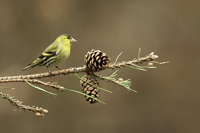 BUITEN BEELD Foto: 322069
