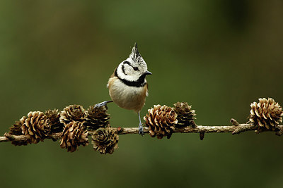 BUITEN BEELD Foto: 322079