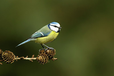 BUITEN BEELD Foto: 322080