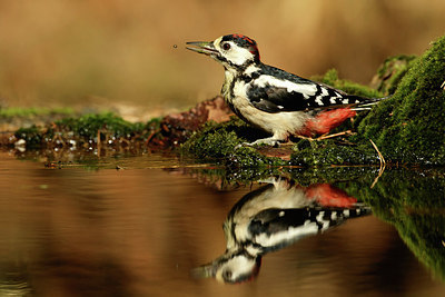 BUITEN BEELD Foto: 322084