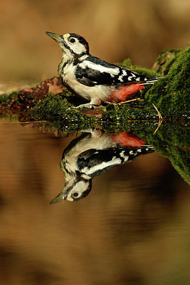 BUITEN BEELD Foto: 322085