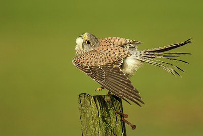 BUITEN BEELD Foto: 322086