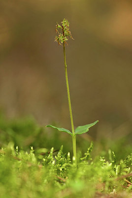 BUITEN BEELD Foto: 322128