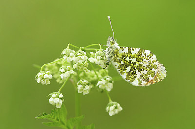 BUITEN BEELD Foto: 322135