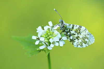 BUITEN BEELD Foto: 322136