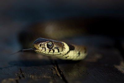 BUITEN BEELD Foto: 322142