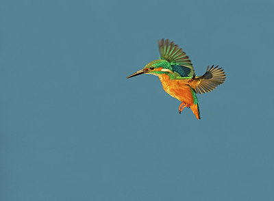 BUITEN BEELD Foto: 322157