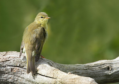 BUITEN BEELD Foto: 322159