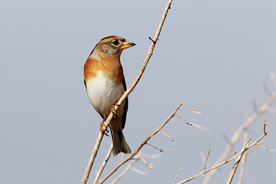 BUITEN BEELD Foto: 322204